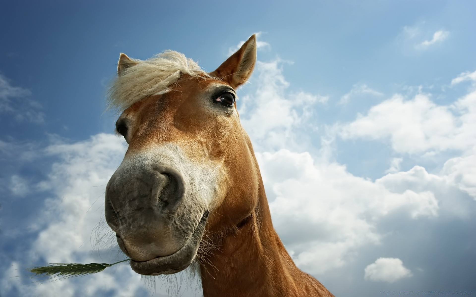 horses animal mammal cavalry portrait sky farm nature mare head mane pasture grass livestock