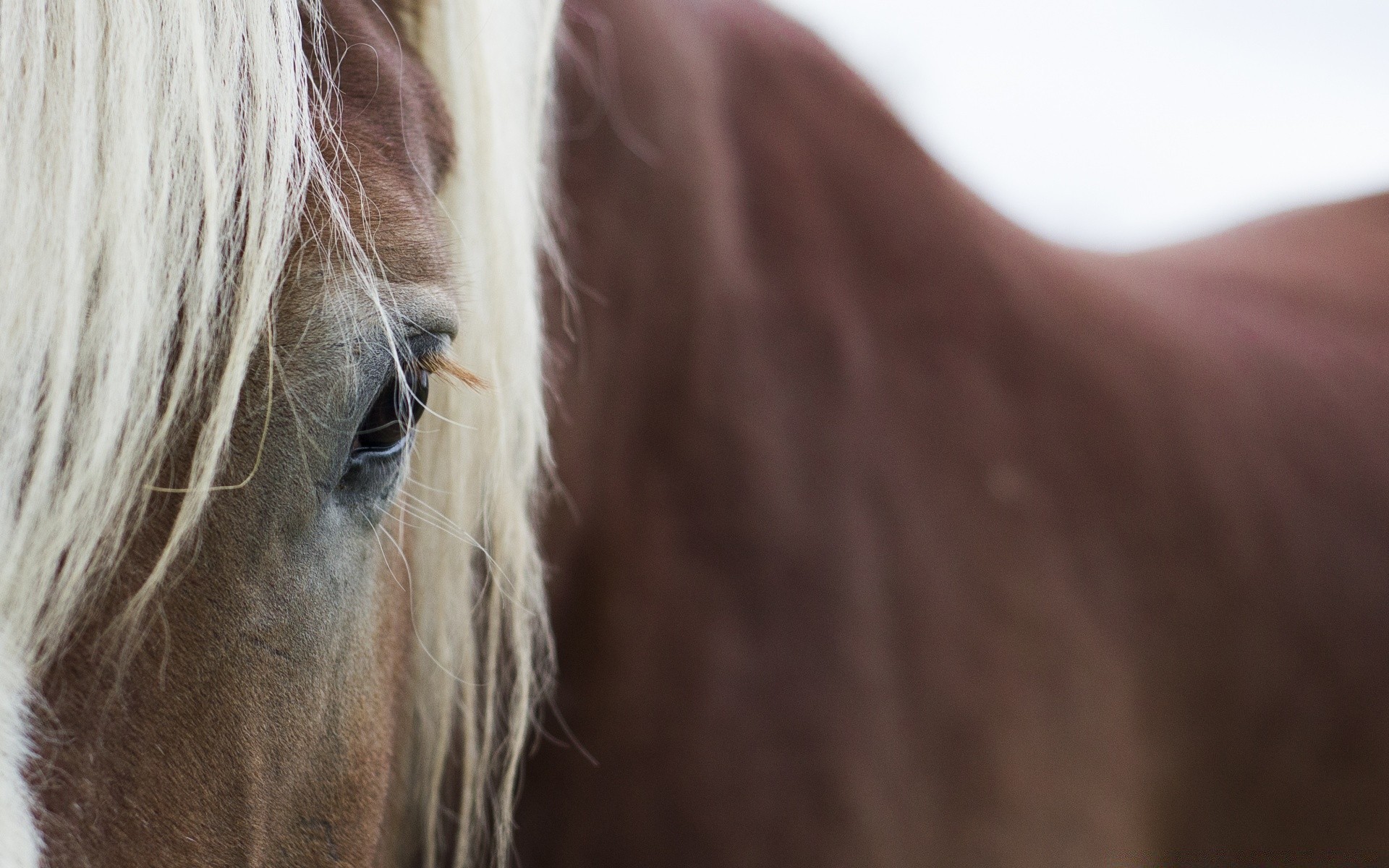 horses cavalry mare equine mane portrait stallion animal nature equestrian horse hair pony mammal farm head outdoors one color beautiful