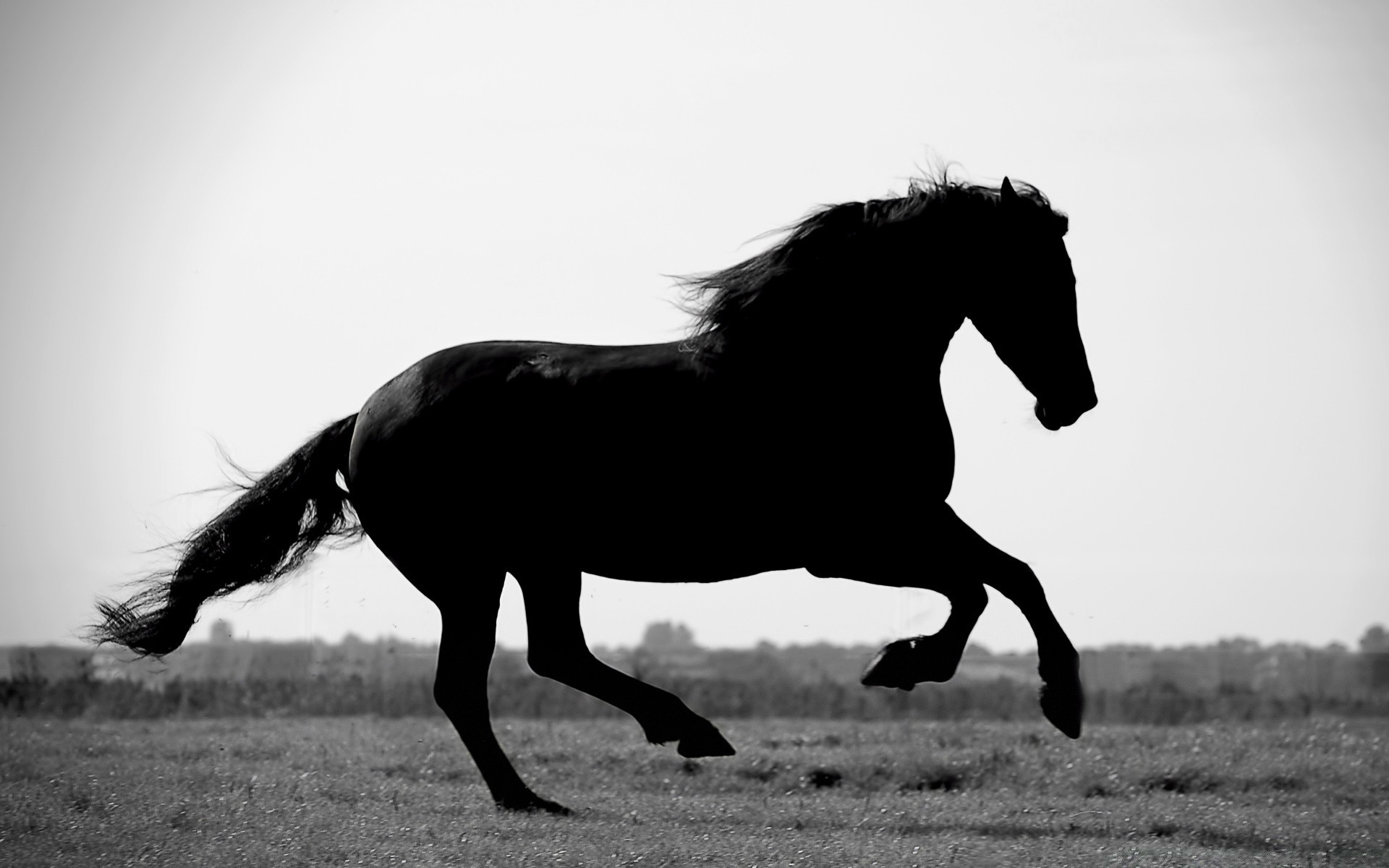 horses horse mare monochrome cavalry equine stallion mammal equestrian pony mane animal racehorse sitting mustang action thoroughbred one farm field gallop