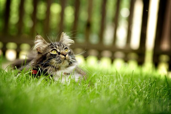 A cat in the grass looks up