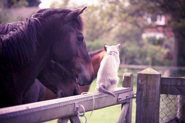Horses in the paddock communicate with a white cat