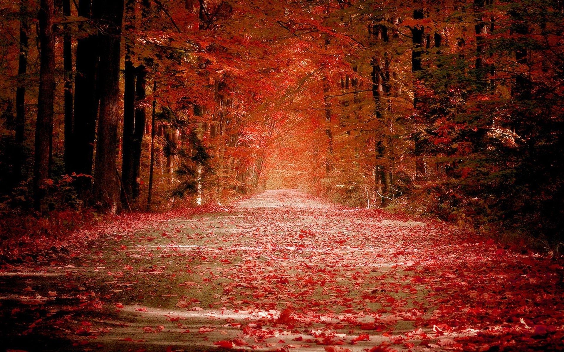 autumn fall leaf