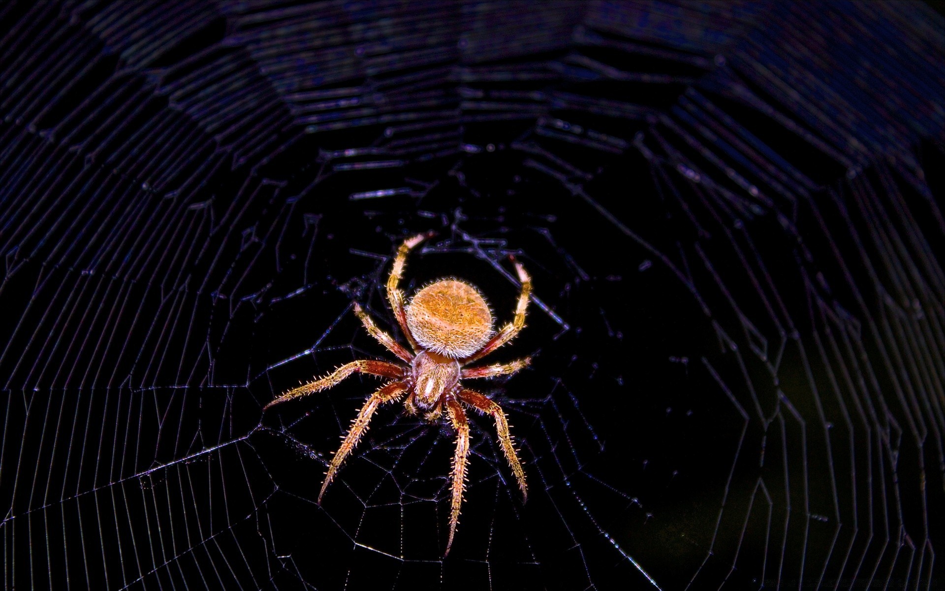 insects spider arachnid spiderweb cobweb trap creepy web phobia insect scary fear venom halloween invertebrate dew tarantula eerie poison