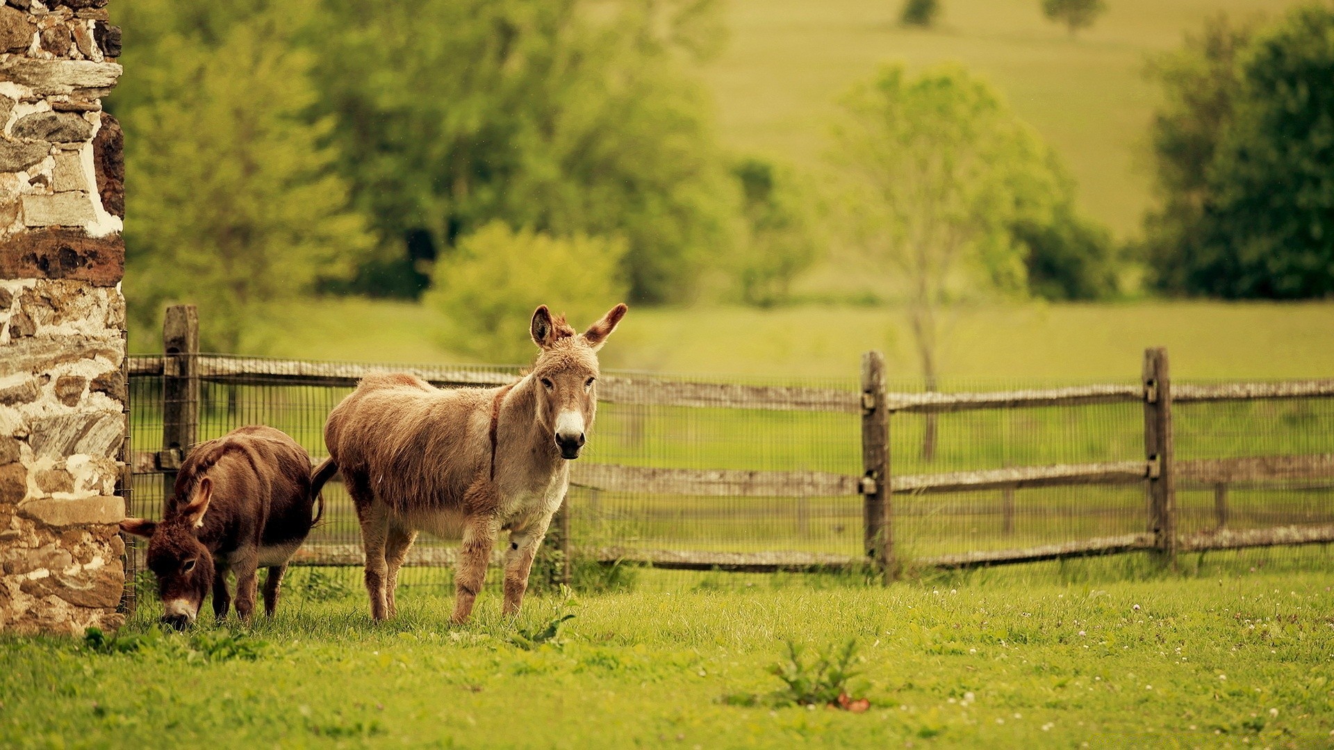 horses farm fence agriculture grass mammal hayfield livestock pasture rural field cattle countryside outdoors landscape nature farmland animal cow