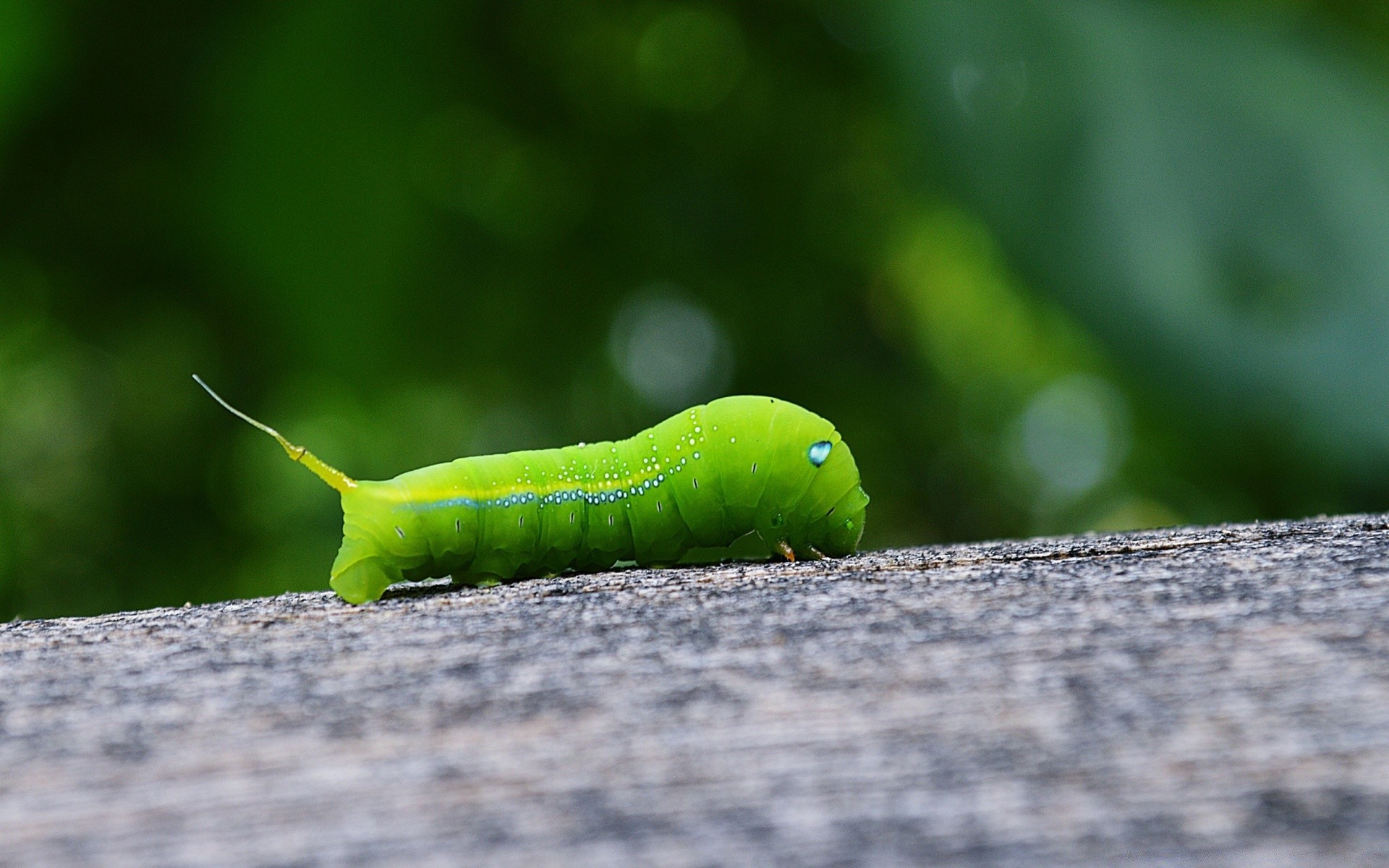 insects insect caterpillar larva worm nature metamorphosis wildlife butterfly leaf invertebrate outdoors moth animal summer flora garden pest