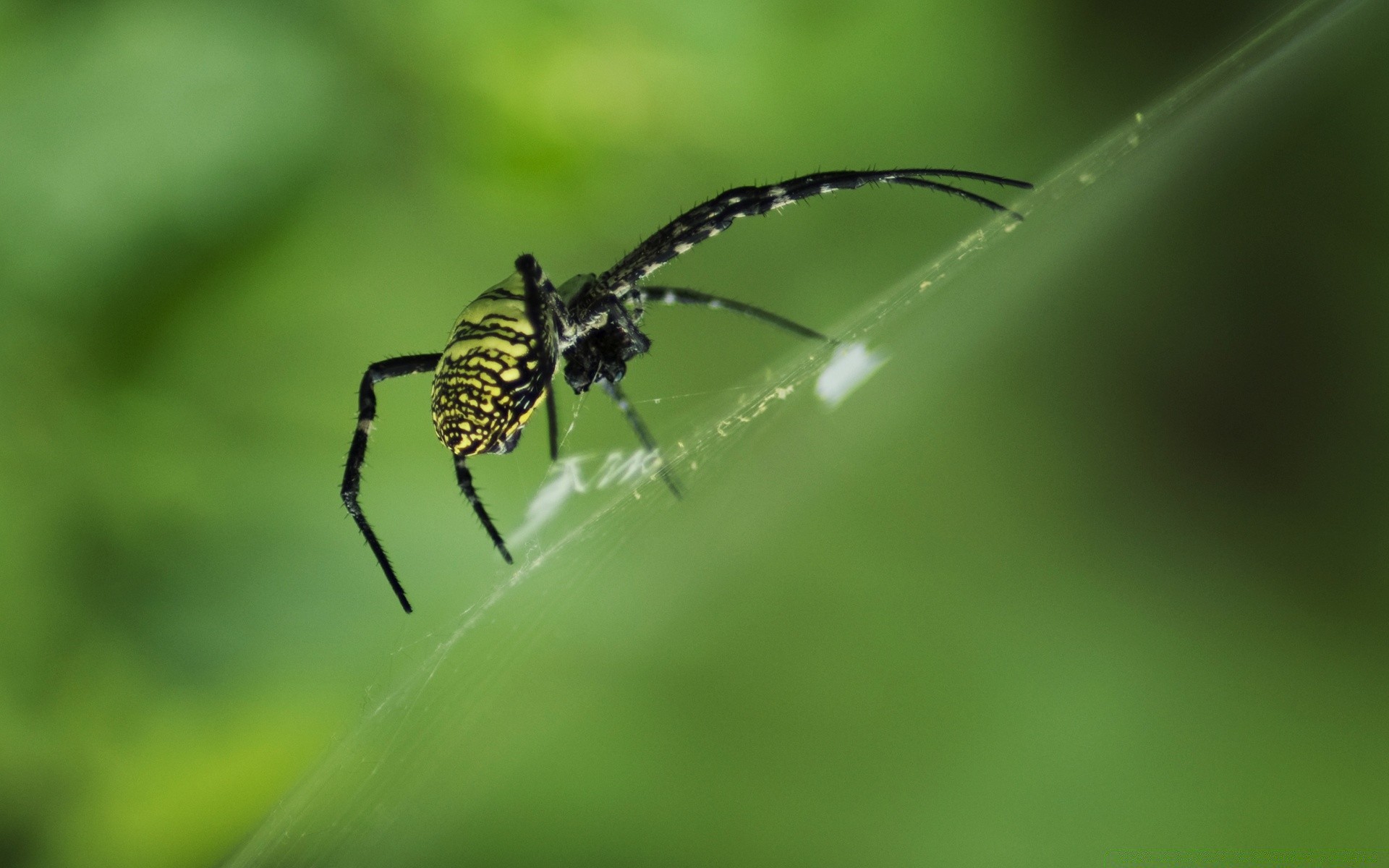 insects spider insect arachnid spiderweb nature invertebrate wildlife dew animal little creepy cobweb web outdoors predator close-up garden
