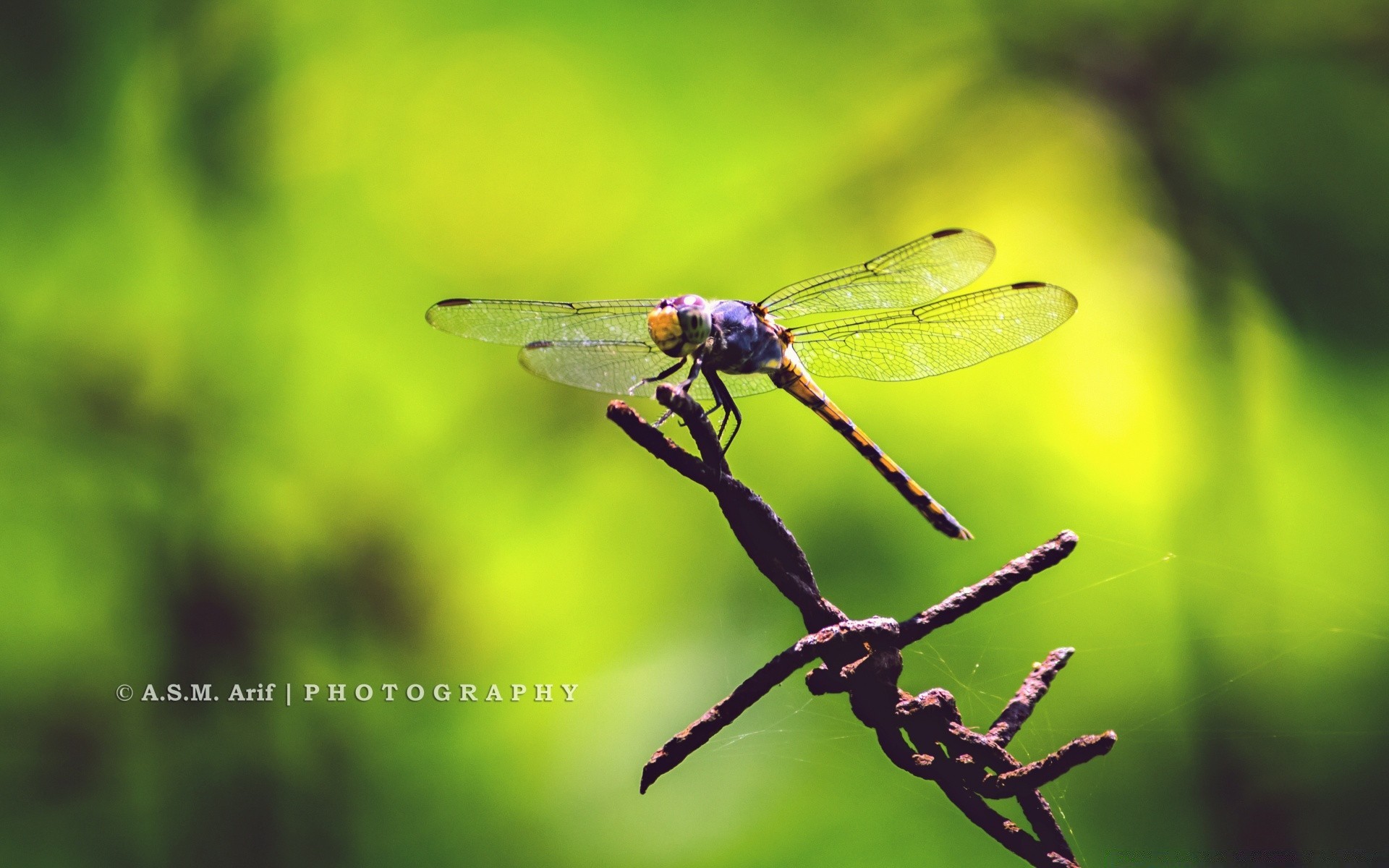 insects nature insect dragonfly leaf wildlife animal fly summer grass little