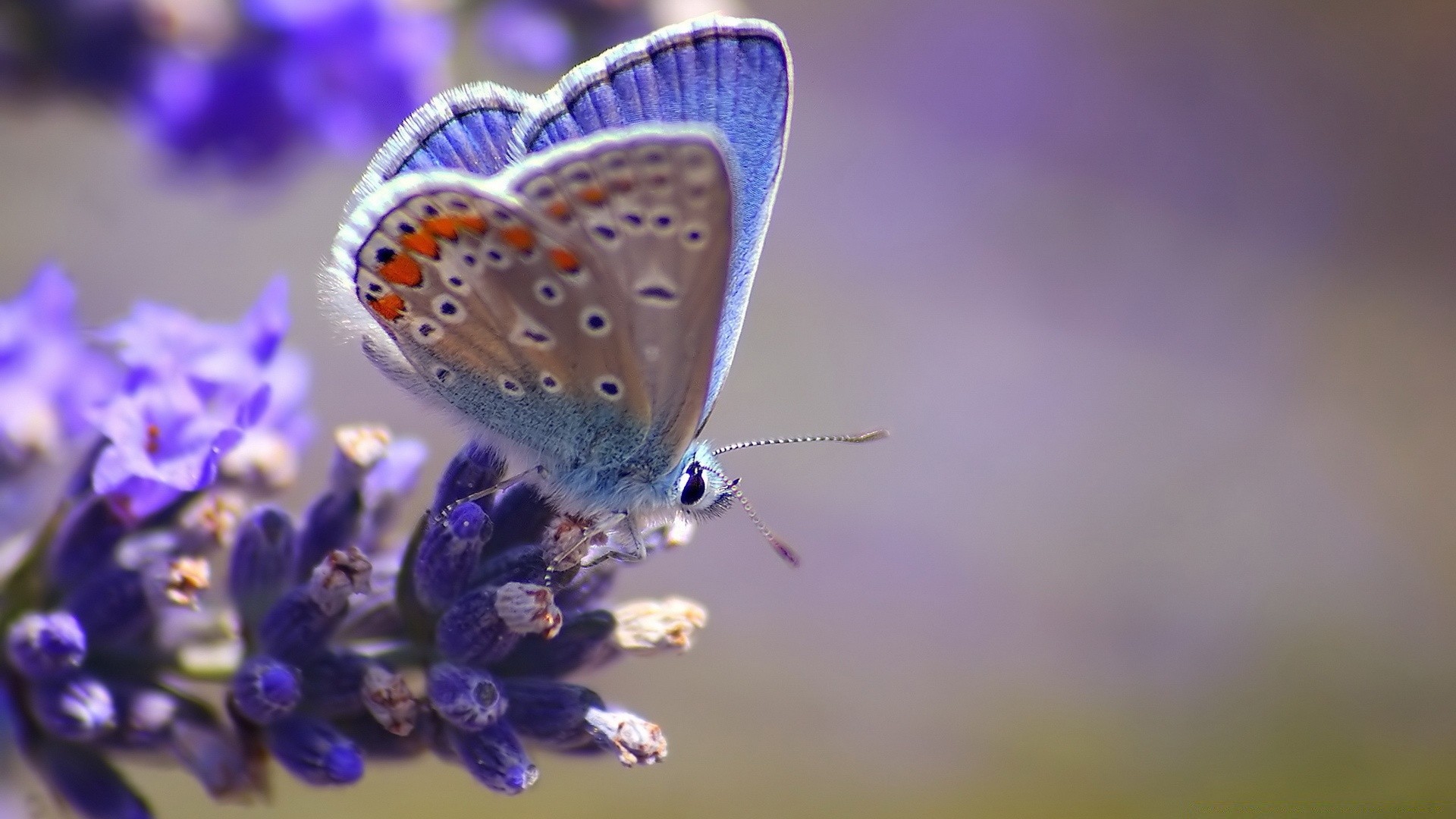 butterfly insect nature flower summer outdoors delicate blur wildlife