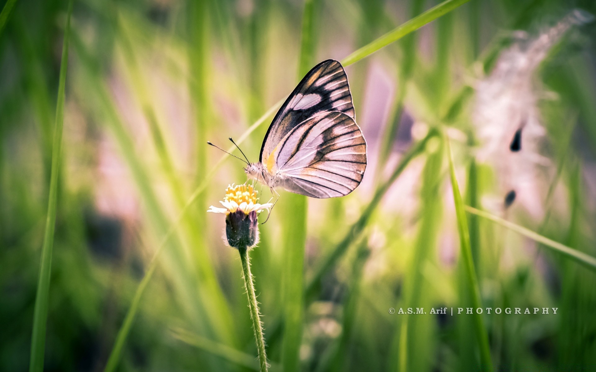 butterfly nature insect summer grass outdoors bright wildlife hayfield fair weather wild garden flora little flower wing leaf delicate animal