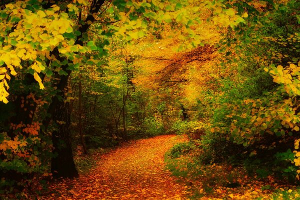 AUTUMN FOREST AND A PATH WITH LEAVES