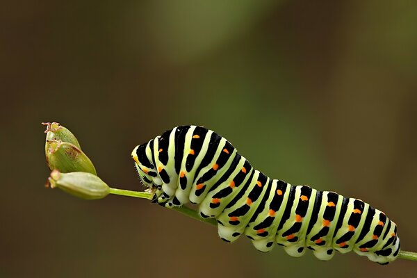The incredible beauty of the wild