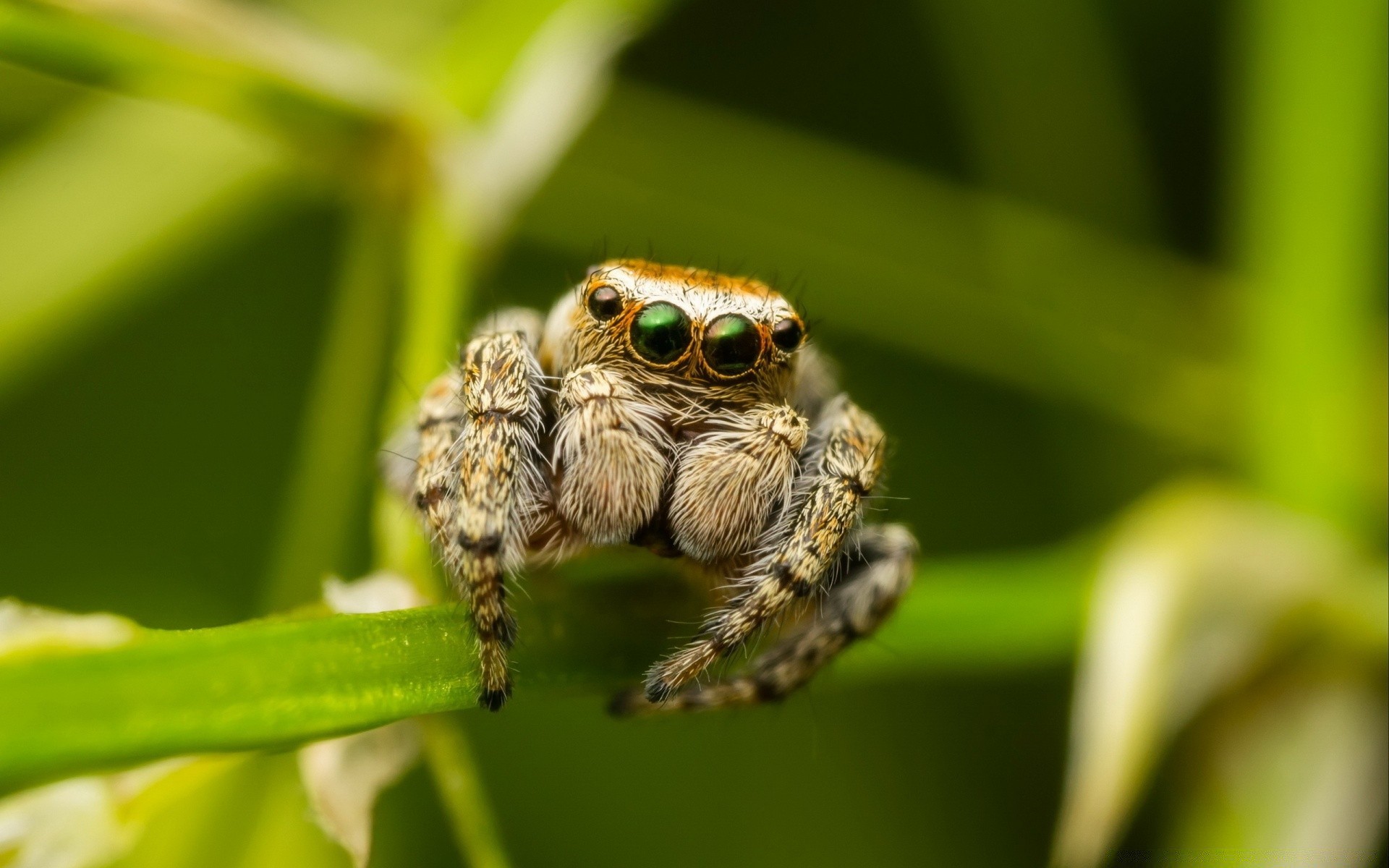 insects nature wildlife animal insect close-up outdoors little spider