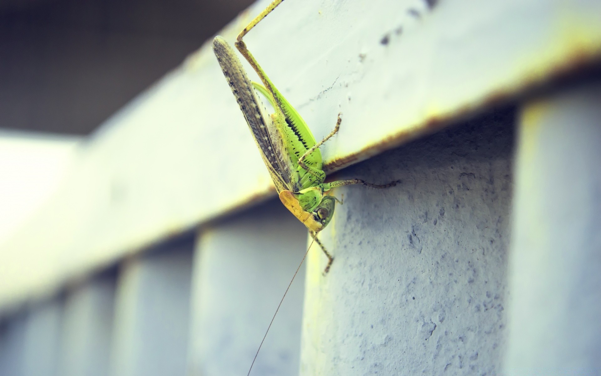 insects insect blur invertebrate nature one outdoors summer animal street wildlife