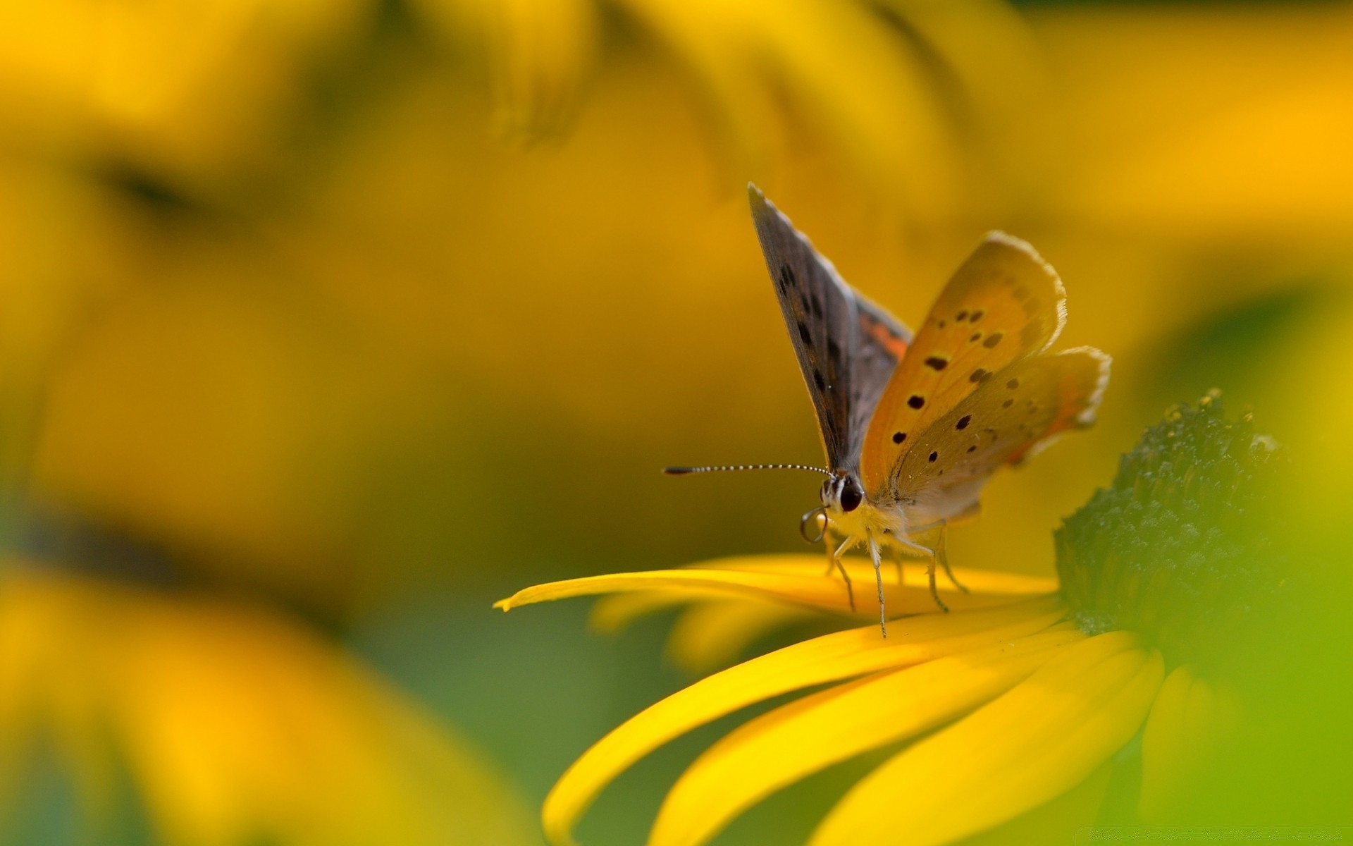 insects nature butterfly insect flower summer bright outdoors color leaf flora garden fair weather close-up blur