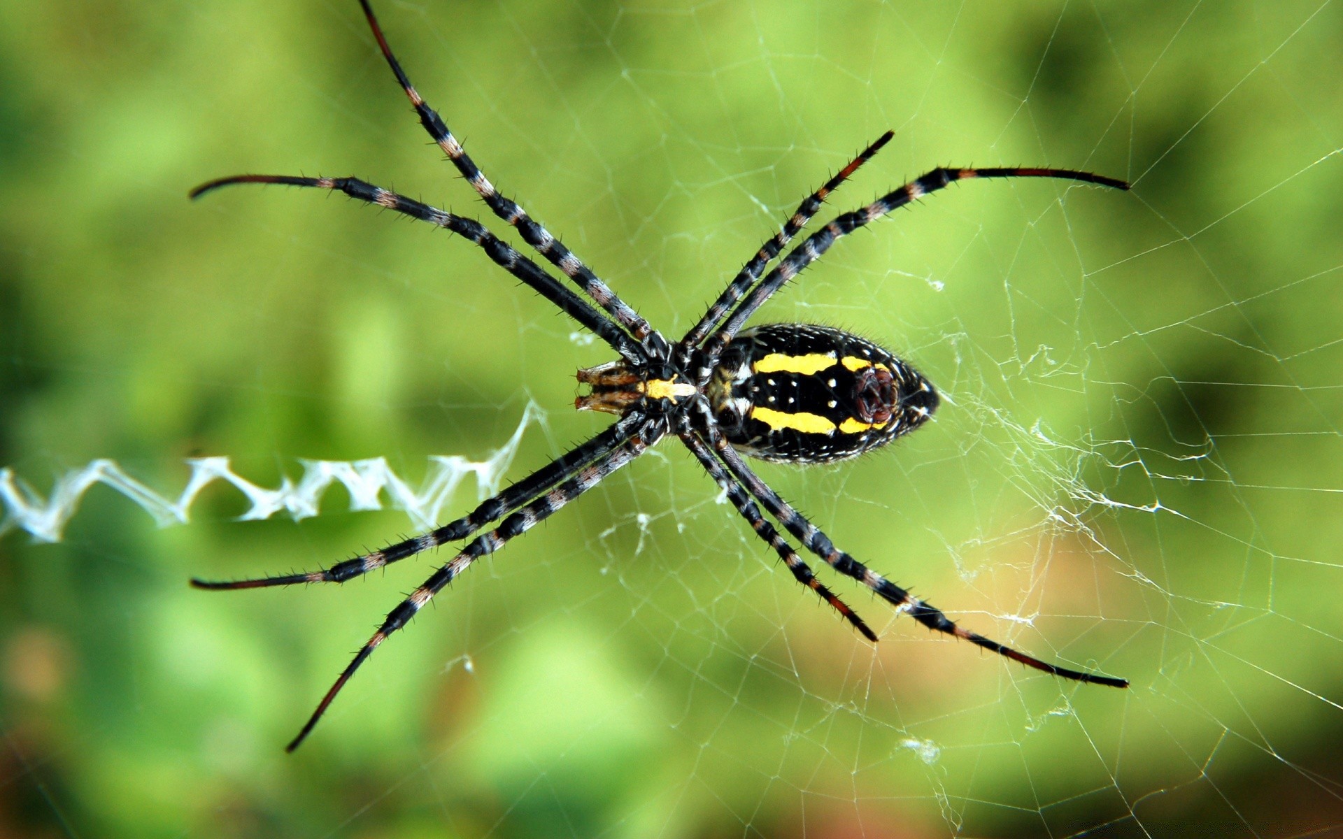 insects spider arachnid insect spiderweb cobweb trap web creepy nature scary animal phobia wildlife hairy invertebrate fear poison desktop close-up