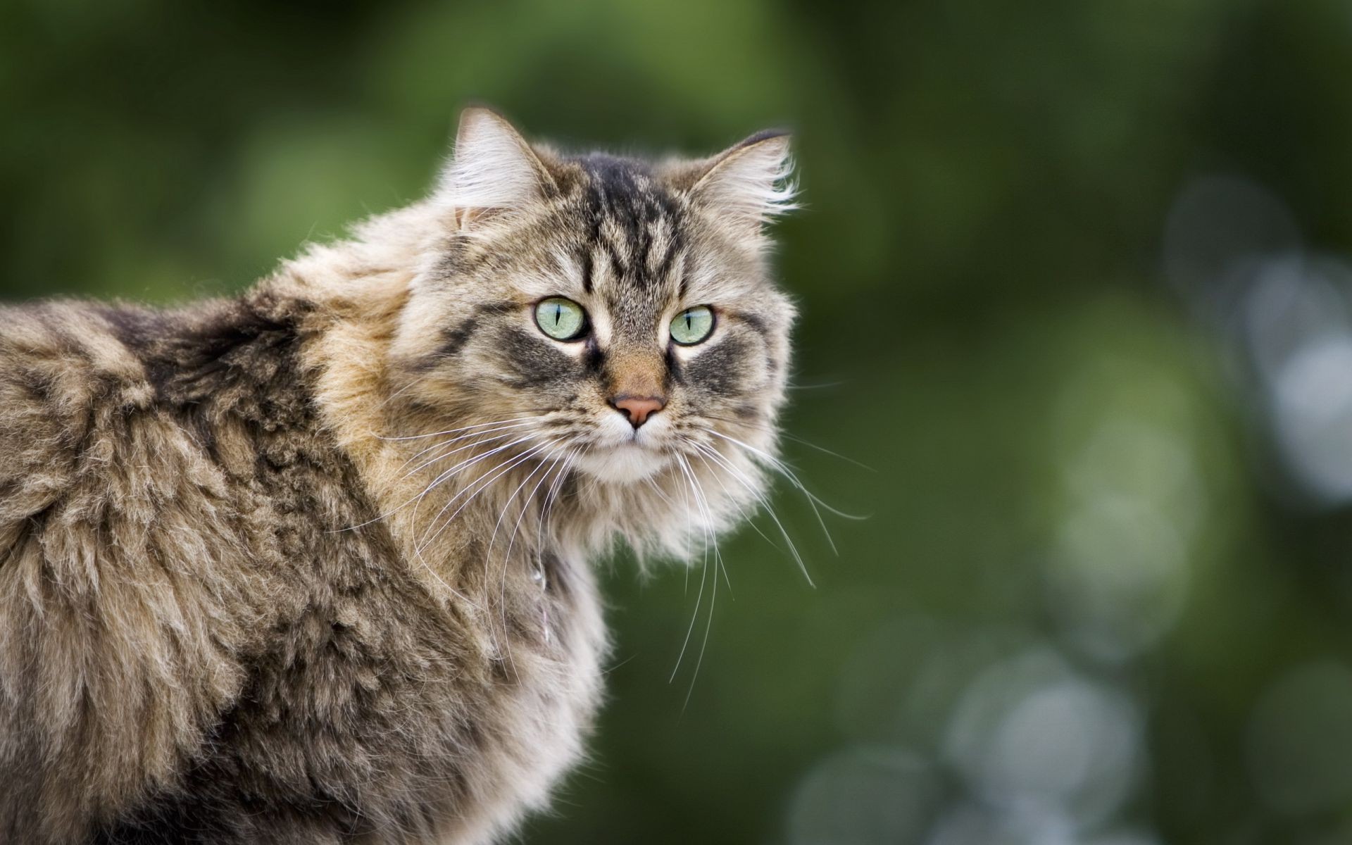 cats animal cat cute nature mammal pet portrait