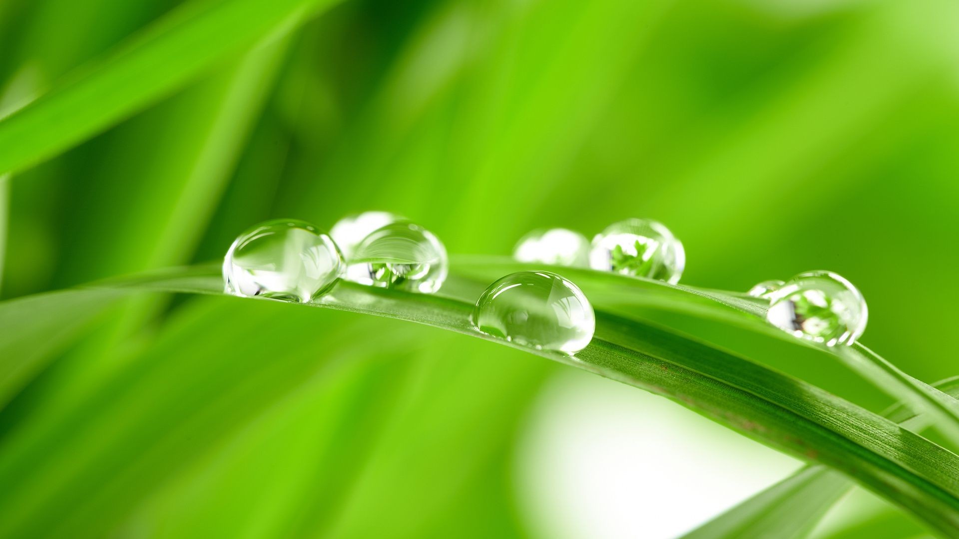 droplets and water dew drop rain droplet leaf flora purity wet growth garden environment freshness raindrop nature blade husk lush harmony water
