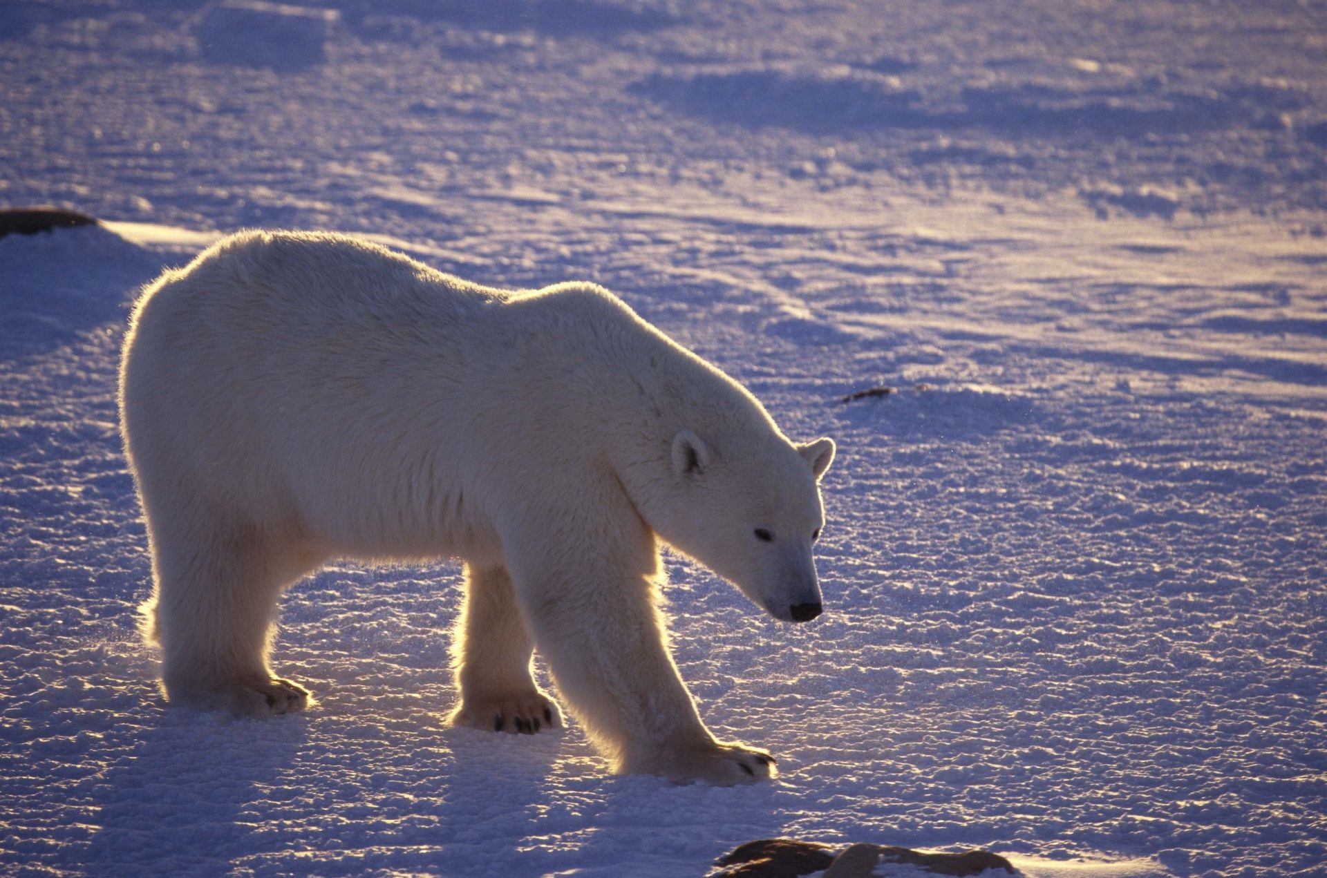 bears snow frosty winter water mammal ice wildlife cold outdoors one