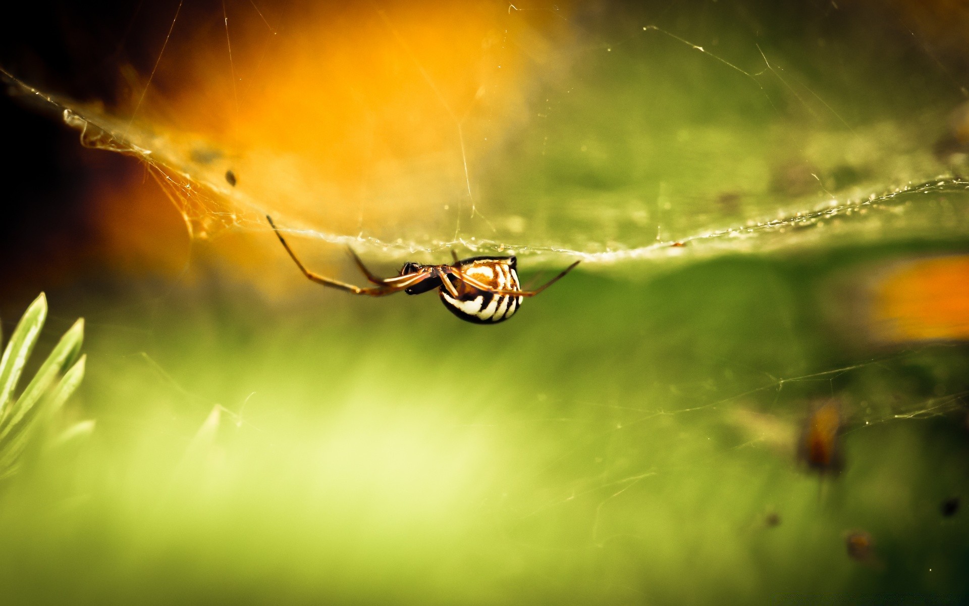 insects insect spider nature garden light flower color