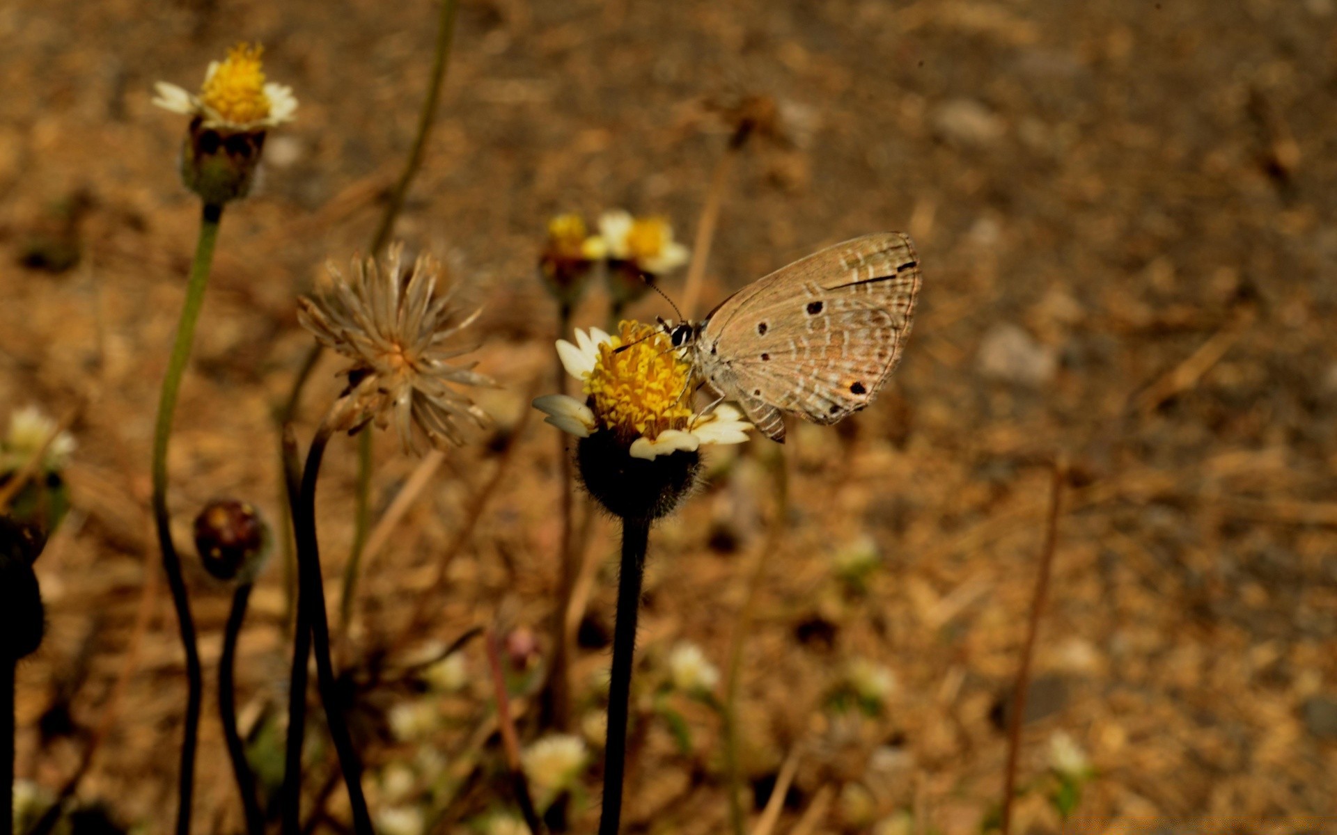 insects butterfly insect nature outdoors flower invertebrate wildlife flora wild summer grass