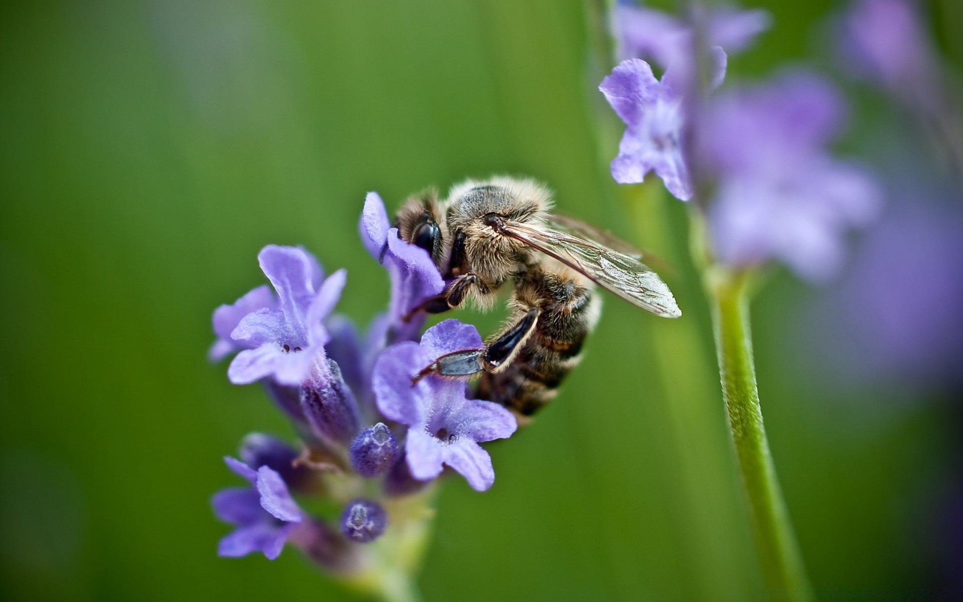 insects nature bee insect flower honey summer flora outdoors pollen wild pollination garden wasp bumblebee honeybee leaf little