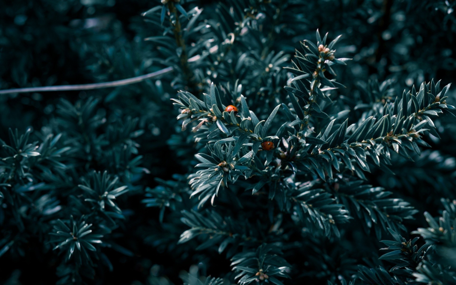 insects christmas winter tree evergreen nature needle conifer branch desktop leaf
