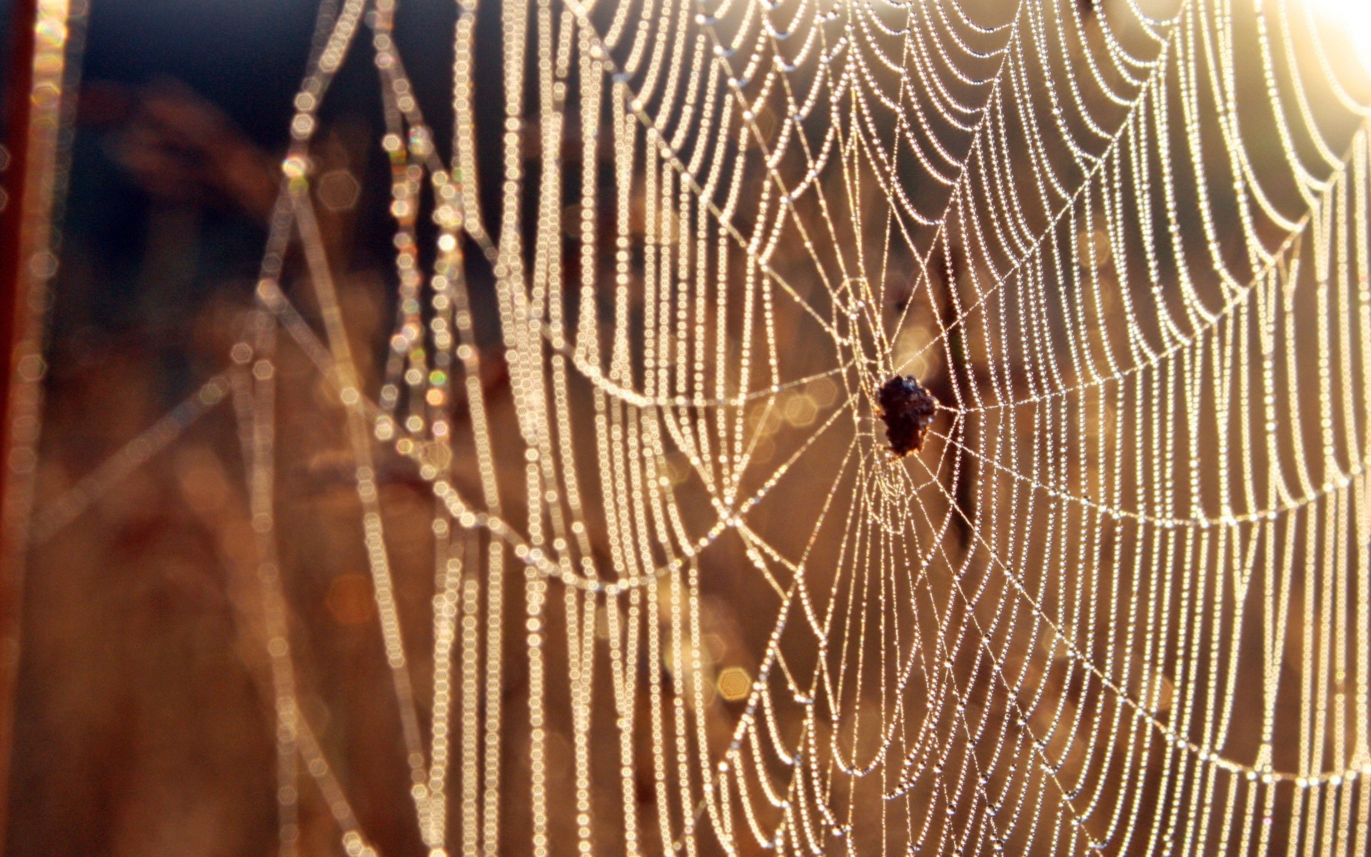 insects spider spiderweb trap cobweb arachnid web thread insect pattern nature desktop dew halloween silk close-up danger