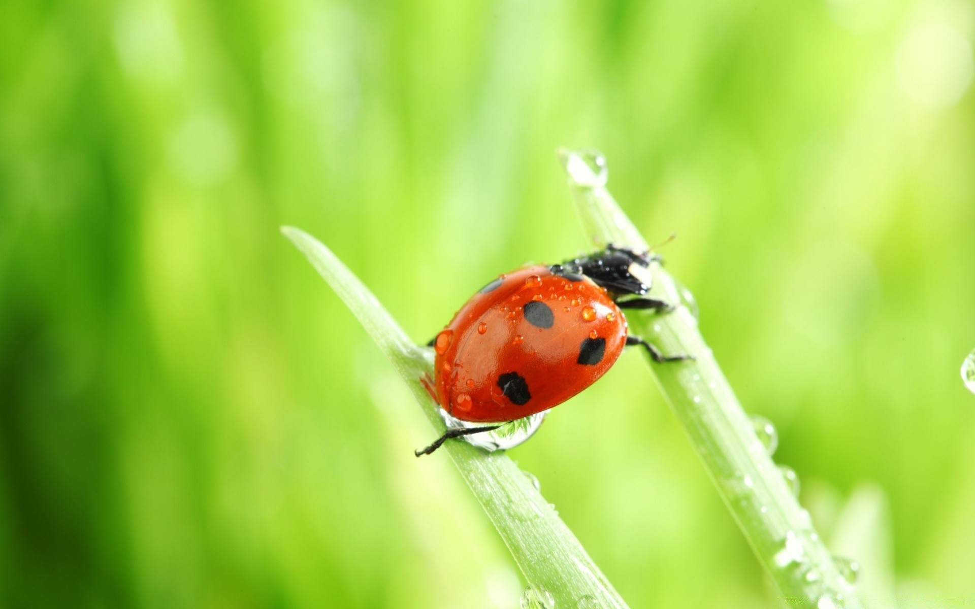 insects ladybug insect beetle nature little grass biology leaf summer tiny outdoors flora