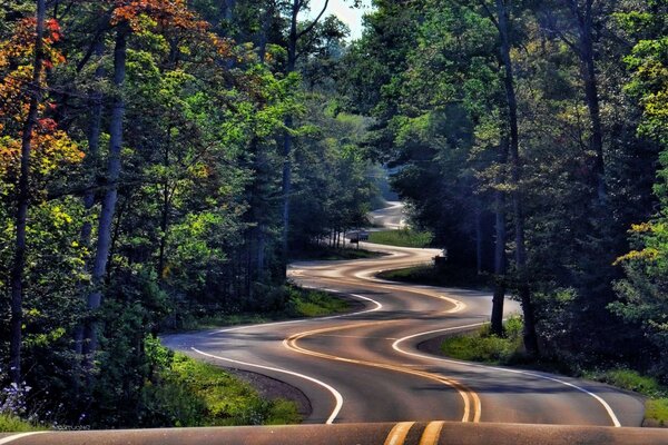 Winding road in the forest
