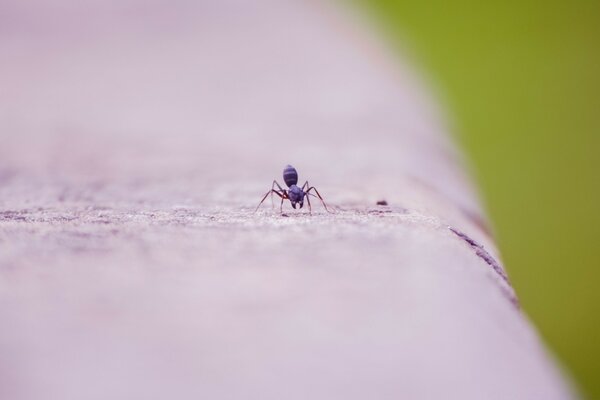A small insect in an open space