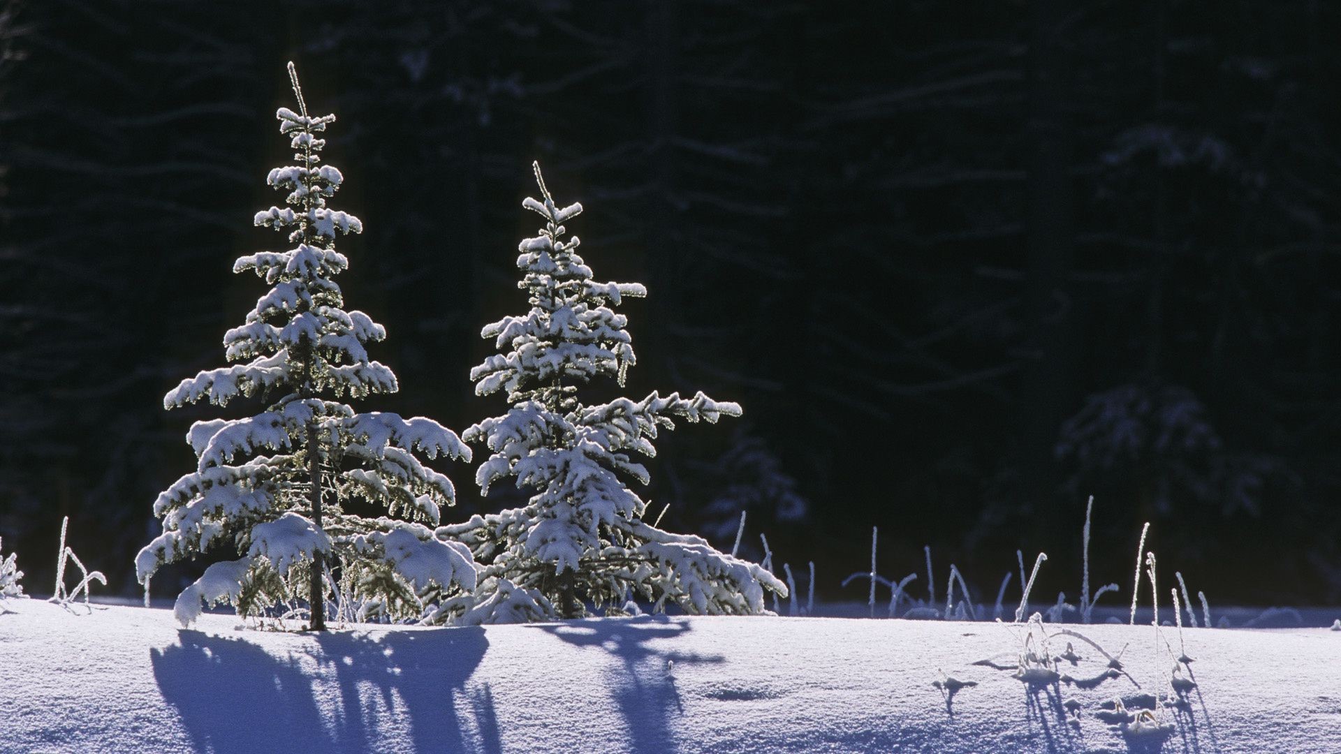 winter snow cold frost christmas frozen season ice tree nature frosty weather snow-white wood landscape pine outdoors