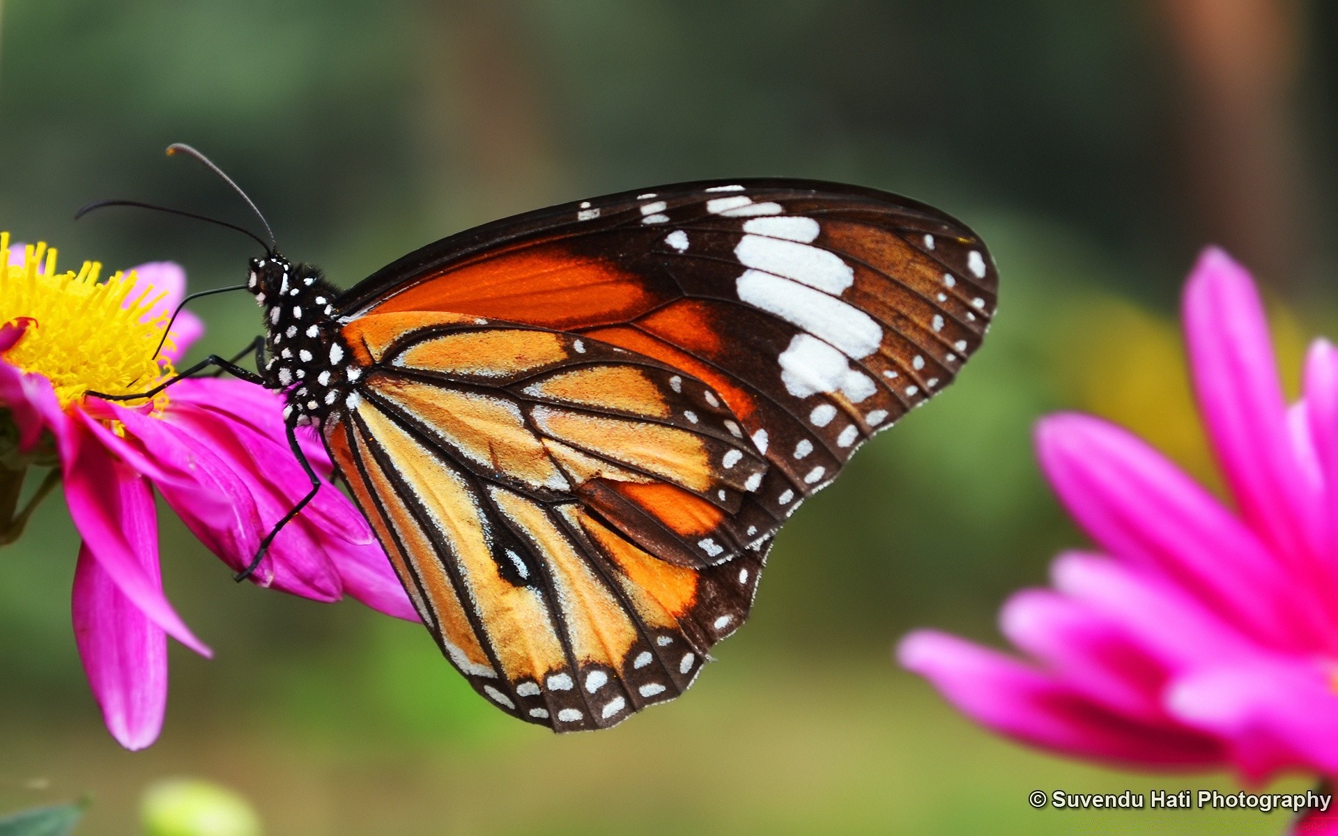 insects butterfly nature insect summer outdoors flower bright delicate wing garden wildlife monarch flora leaf pretty lepidoptera beautiful animal tropical