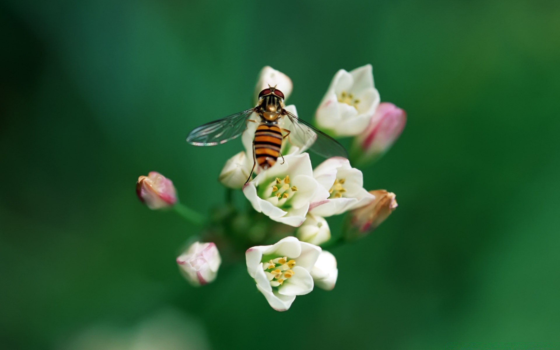 butterfly nature insect flower outdoors summer leaf little bee