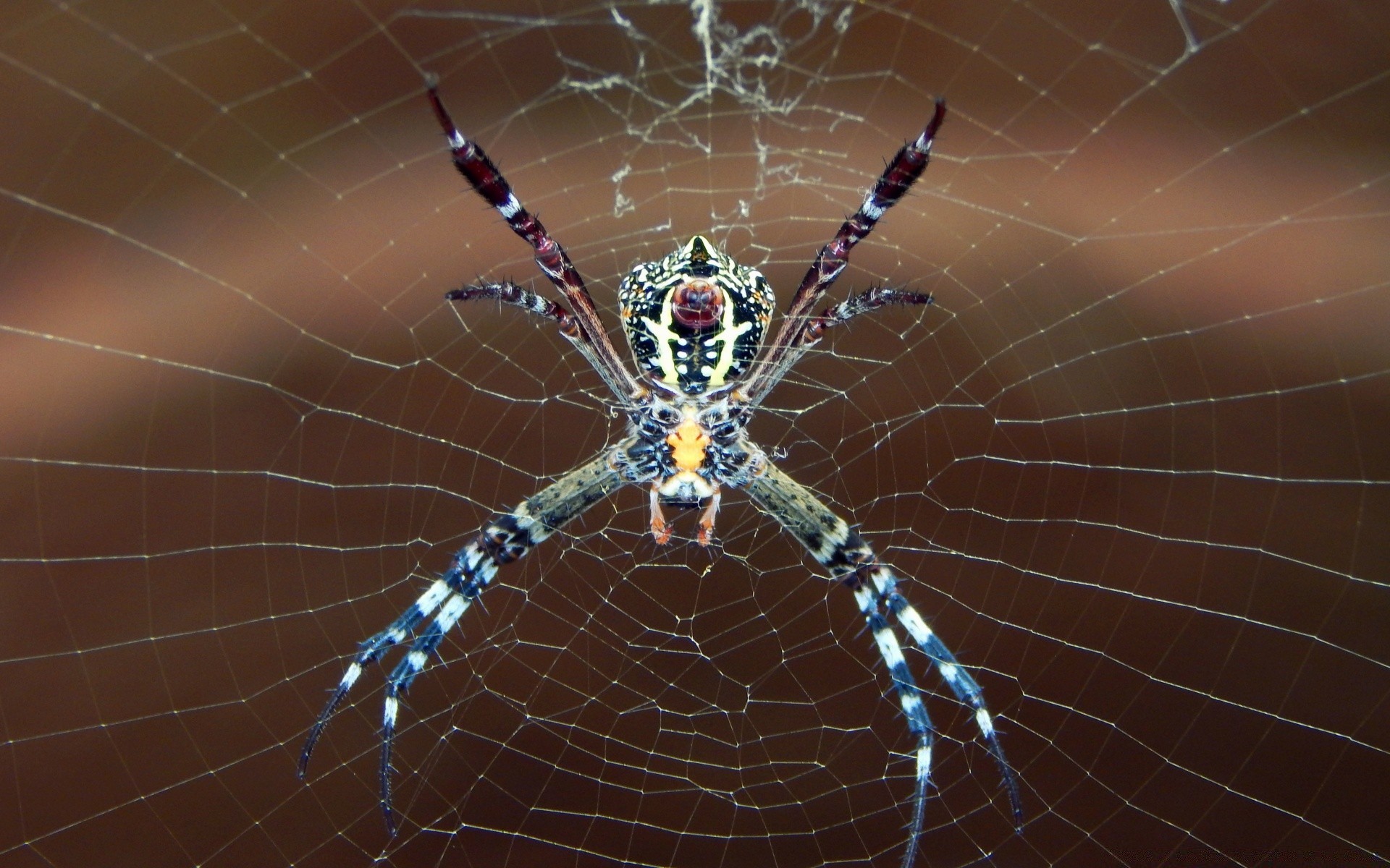 insects spider arachnid spiderweb cobweb trap web creepy scary phobia insect halloween fear dew skittish nature desktop venom