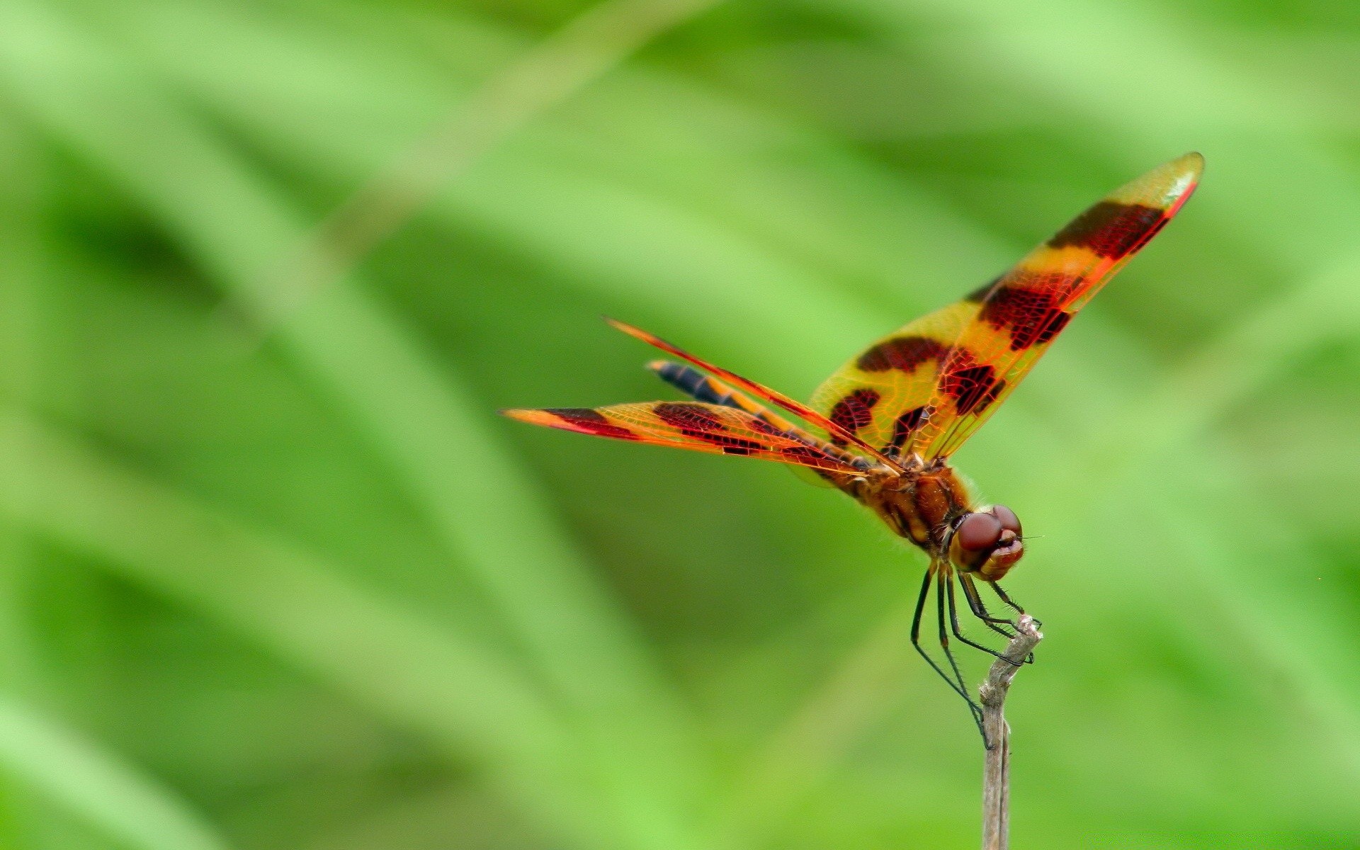 butterfly insect nature wildlife animal leaf summer fly outdoors garden wing flora color grass little wild invertebrate environment