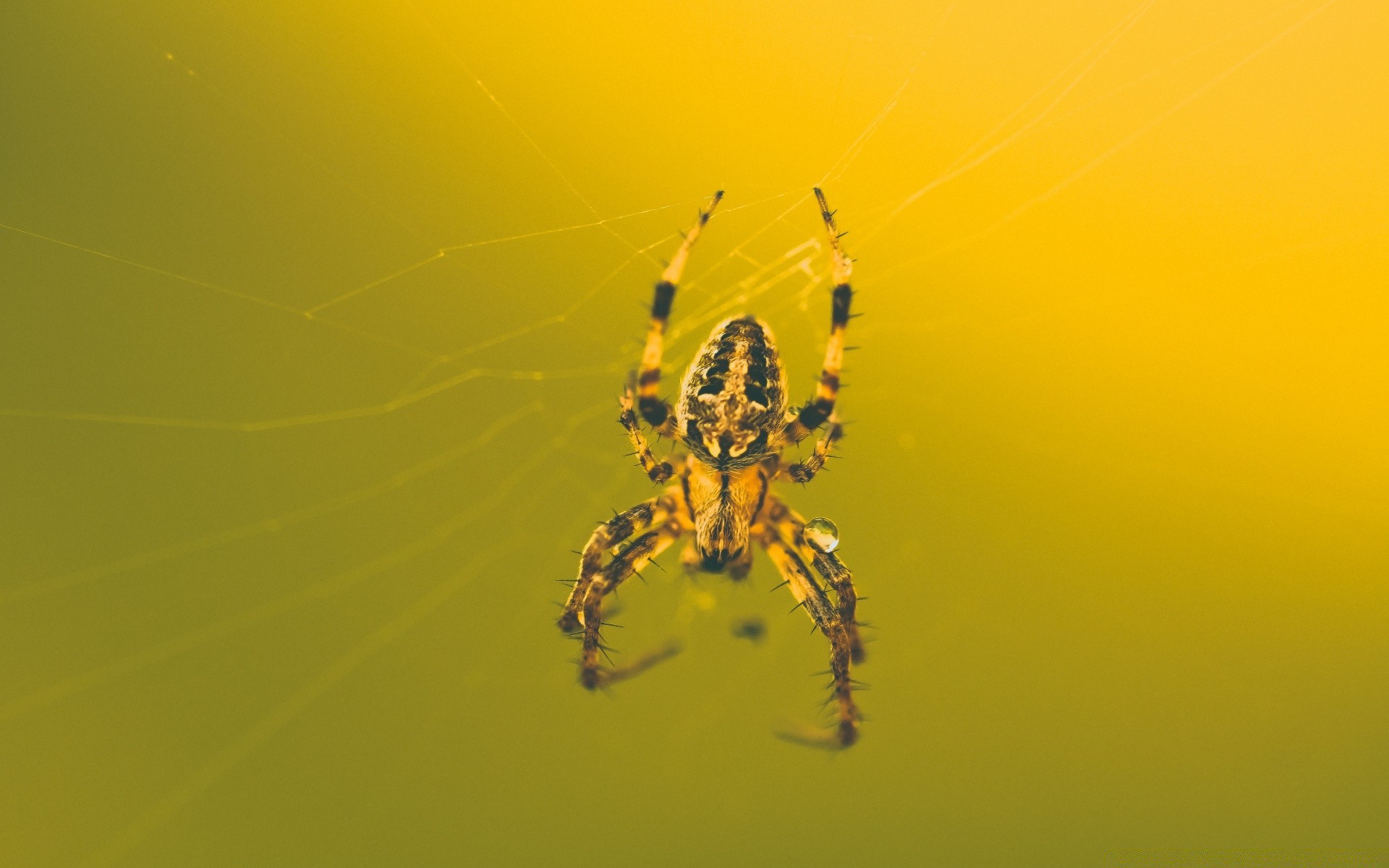 insects spider arachnid insect spiderweb creepy trap invertebrate phobia cobweb web scary nature fear halloween desktop skittish poison animal wildlife tarantula