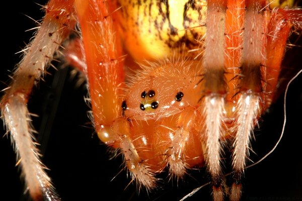 A spider similar to a cactus
