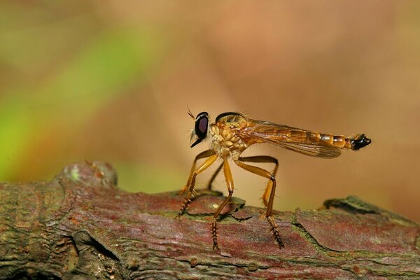 Green dragonfly on a dry branch during the day