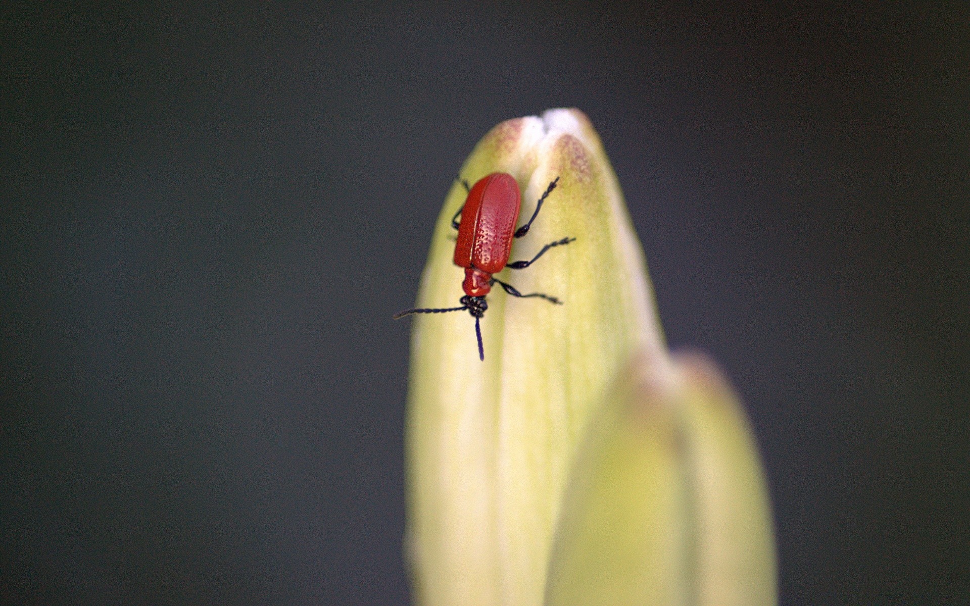 insects insect beetle ladybug invertebrate wildlife