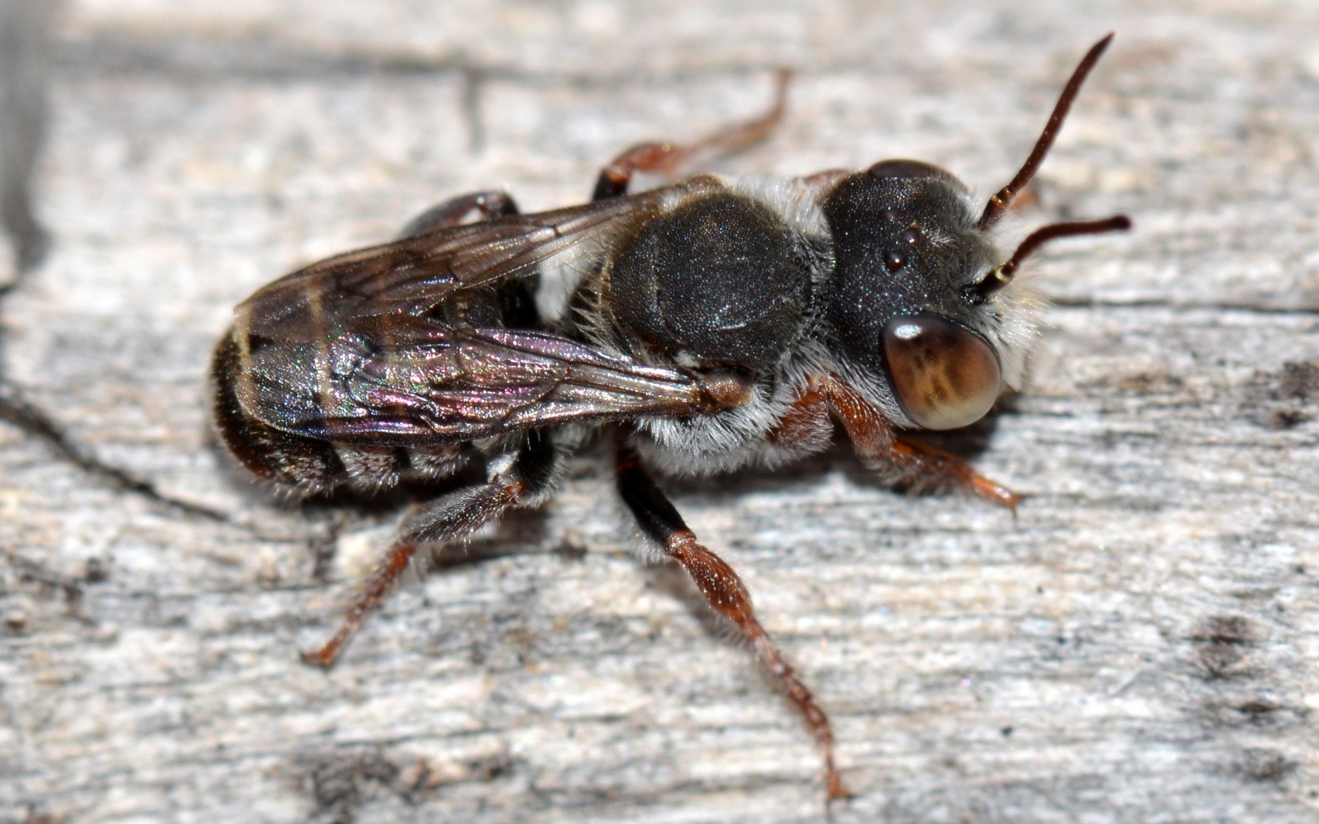 insects insect nature invertebrate animal wildlife little close-up wild close beetle