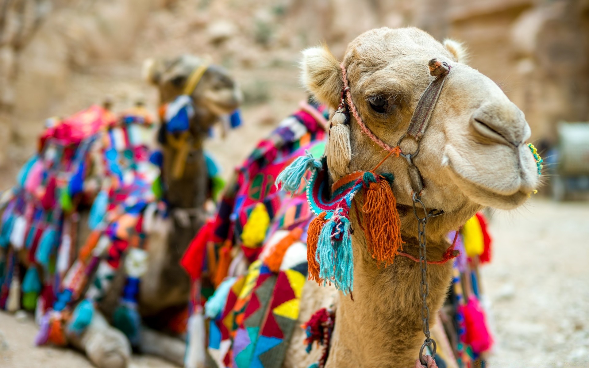 animals camel arabian camel traditional festival culture bedouin desert travel bulge religion carnival market group