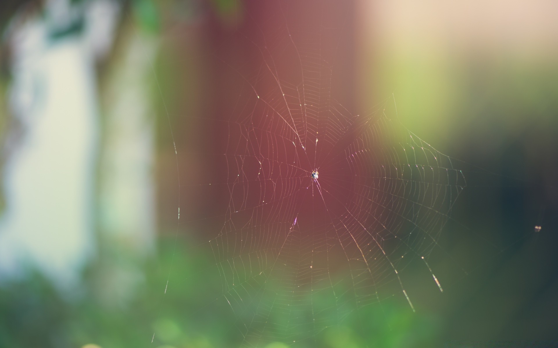 insects blur spider color bright abstract desktop focus nature light insect spiderweb