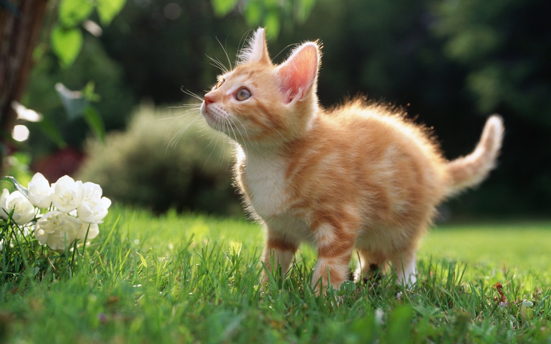 cats animal mammal cute grass nature fur young pet little baby portrait domestic