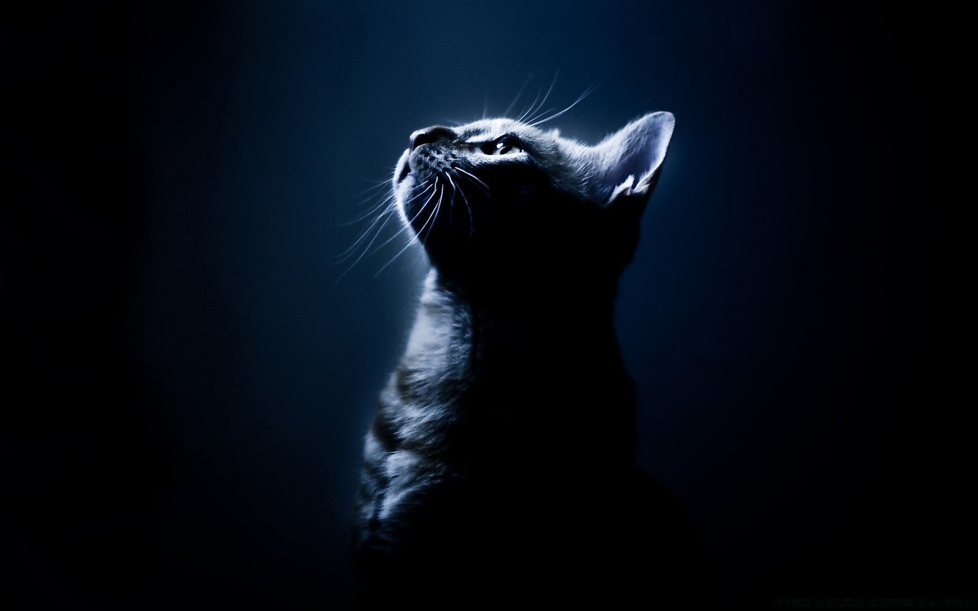 cats cat dark art mammal portrait cute light animal shadow