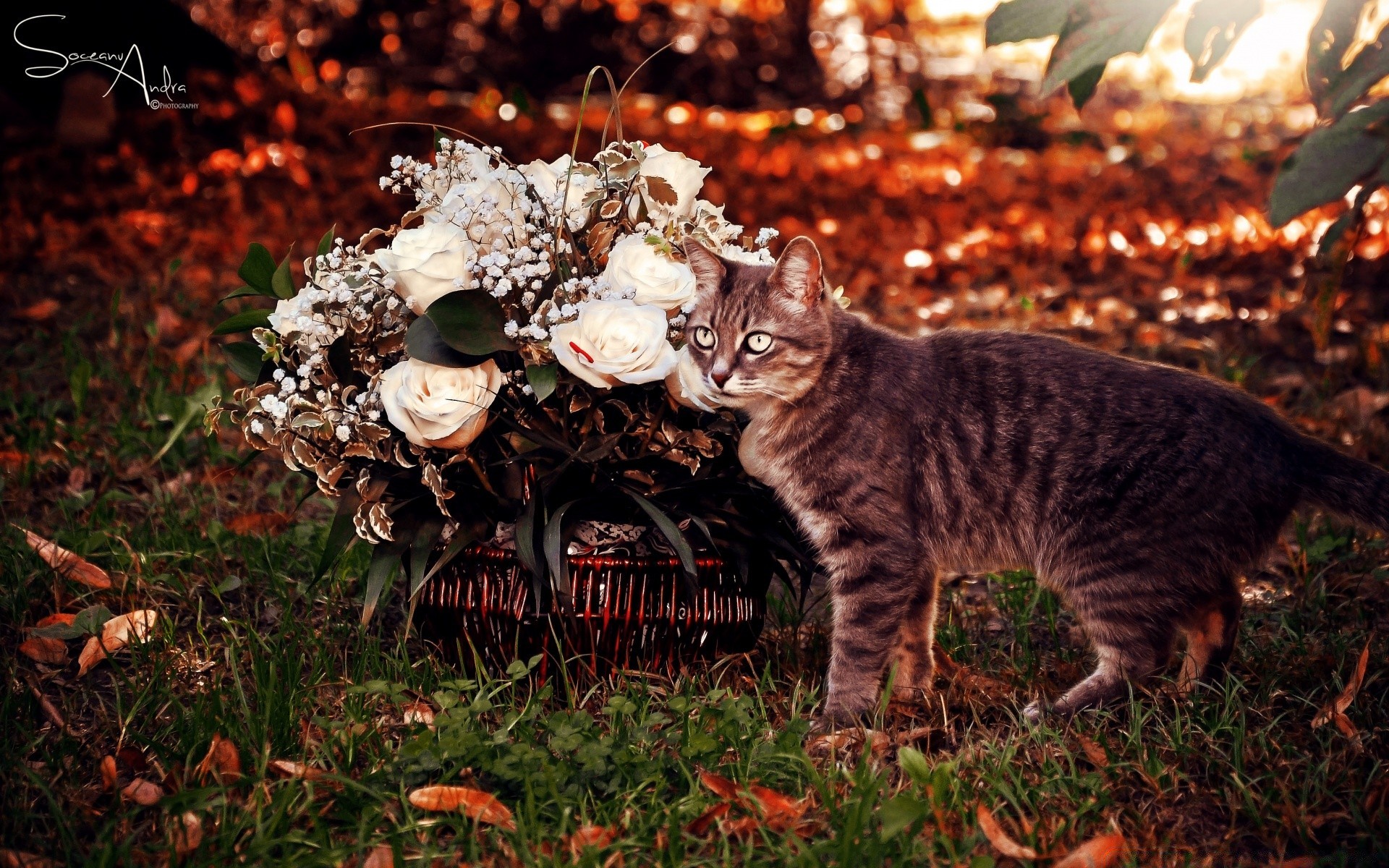 cats mammal nature outdoors fall cat tree leaf grass one cute portrait