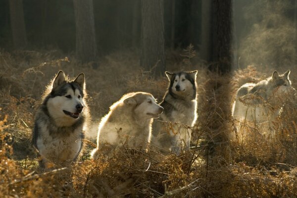 Four wolves are watching in the forest