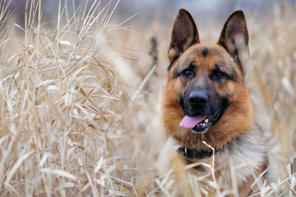 Dog with a collar with his tongue hanging out in the field