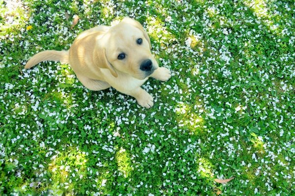 Cute dog sitting on the grass