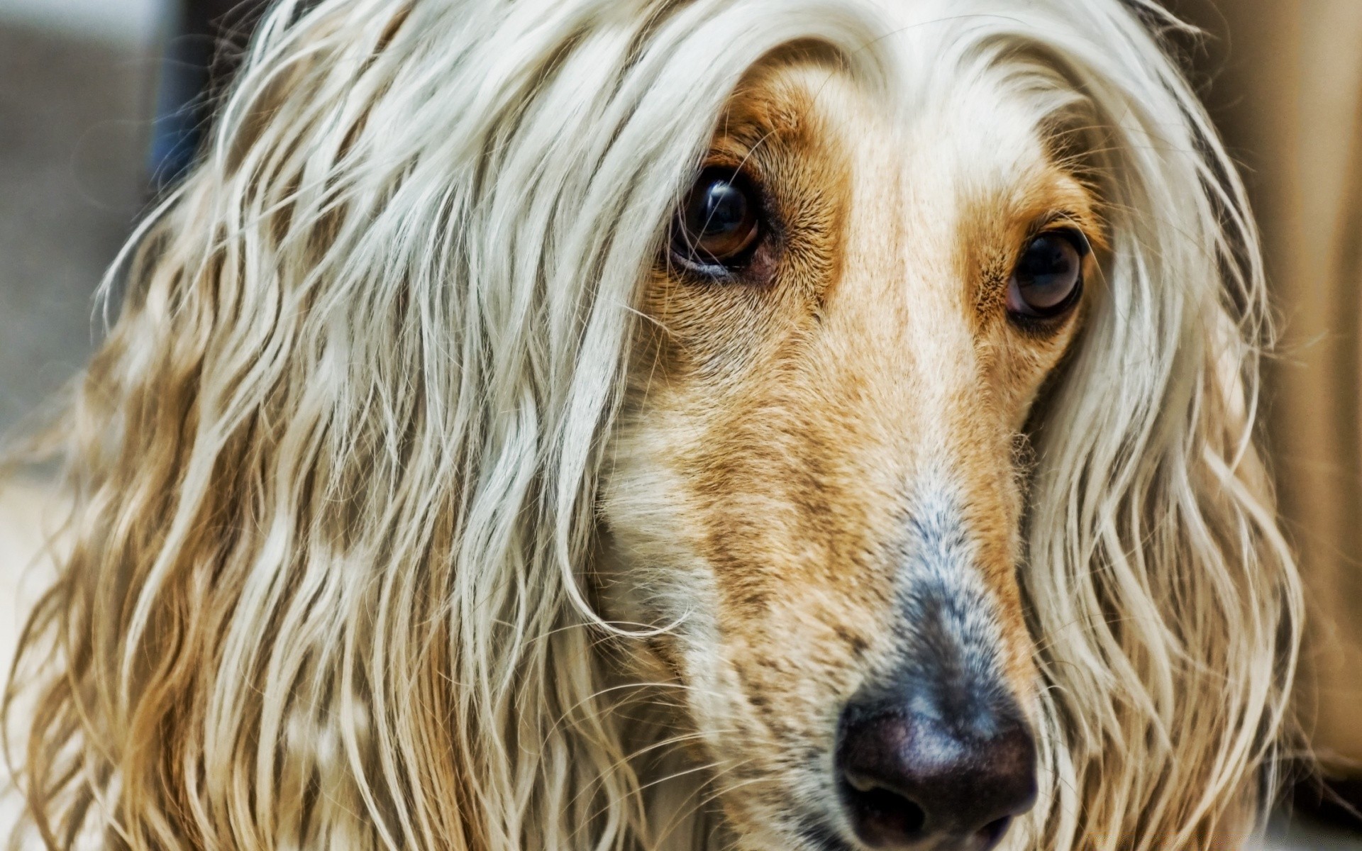 dogs dog cute pet mammal animal portrait canine fur young hair breed domestic adorable puppy looking furry