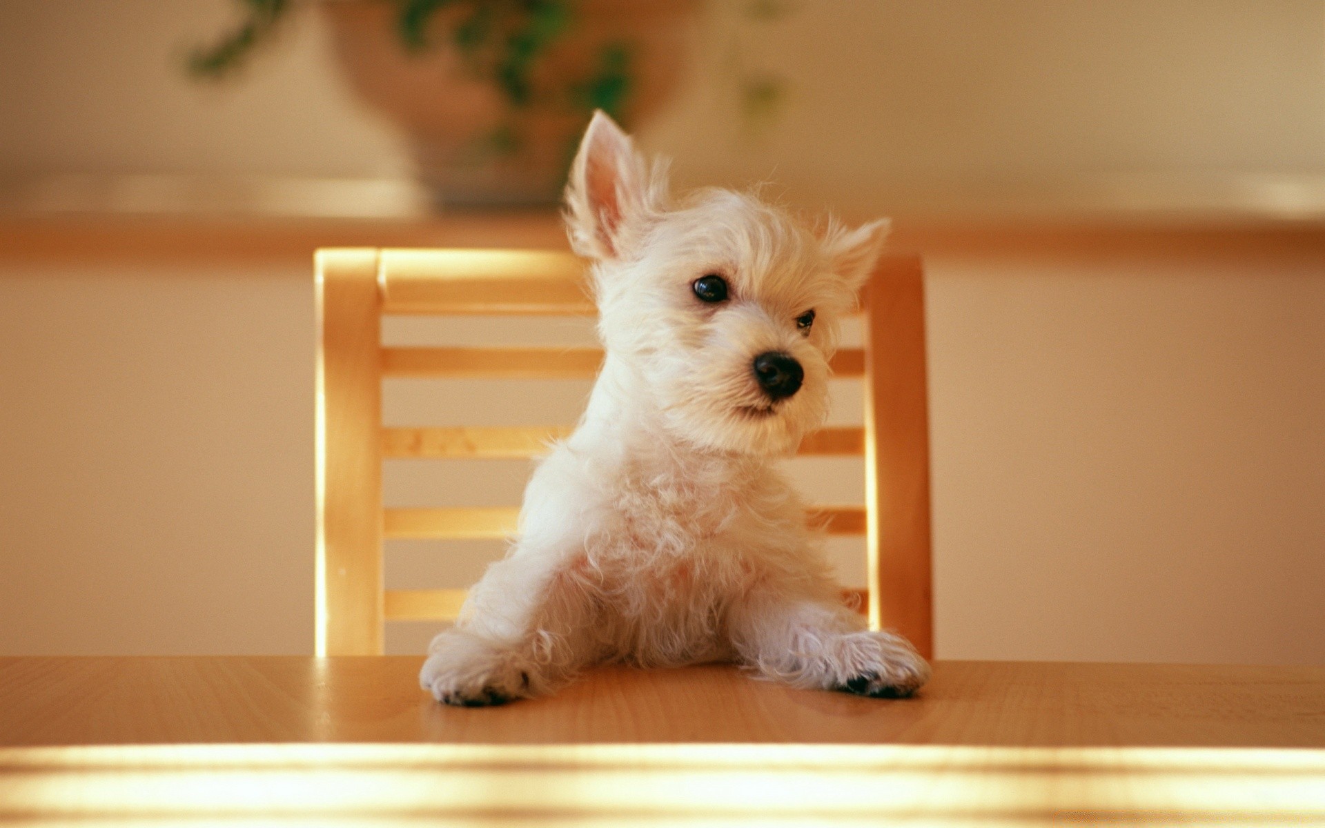 dogs dog pet cute canine puppy domestic mammal indoors sit portrait animal little